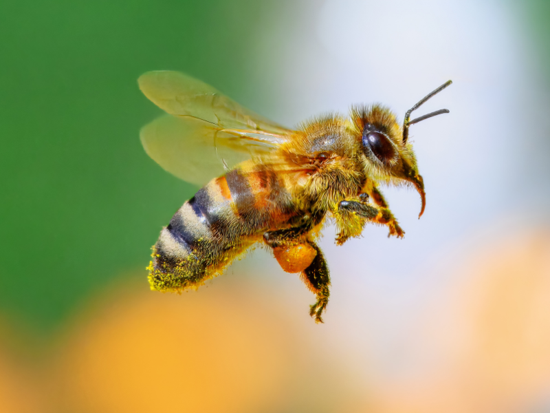 Bee Control